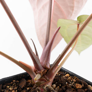 Anthurium Purple Rain '27' x Red Velvet Cake '24' by DocBlock® (wk28-D)