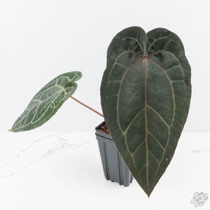 Anthurium Purple Rain '27' x Red Velvet Cake '24' by DocBlock® (wk29-B)