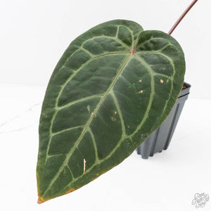 Anthurium Purple Rain '27' x Red Velvet Cake '24' by DocBlock® (wk29-B)