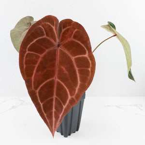 Anthurium Purple Rain '27' x Red Velvet Cake '24' by DocBlock® (wk30-B)
