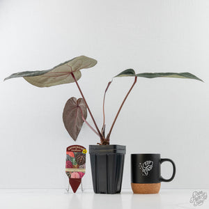 Anthurium Purple Rain '27' x Red Velvet Cake '24' by DocBlock (wk43-L113)