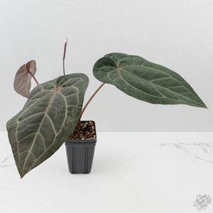 Anthurium Purple Rain '27' x Red Velvet Cake '24' by DocBlock (wk43-L113)