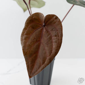 Anthurium Purple Rain '27' x Red Velvet Cake '24' by DocBlock (wk43-L113)