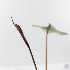 Anthurium Purple Rain '27' x Red Velvet Cake '24' by DocBlock (wk43-L113)