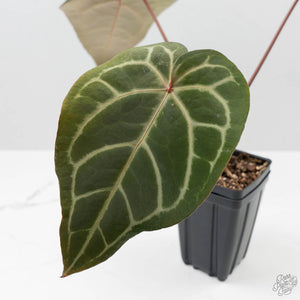 Anthurium Purple Rain '27' x Red Velvet Cake '24' by DocBlock (wk42-L87)