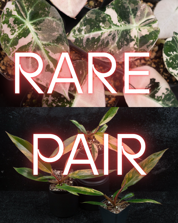 The Rare Pair (A. Black Velvet Pink + P. Caramel Marble) - Free Shipping!