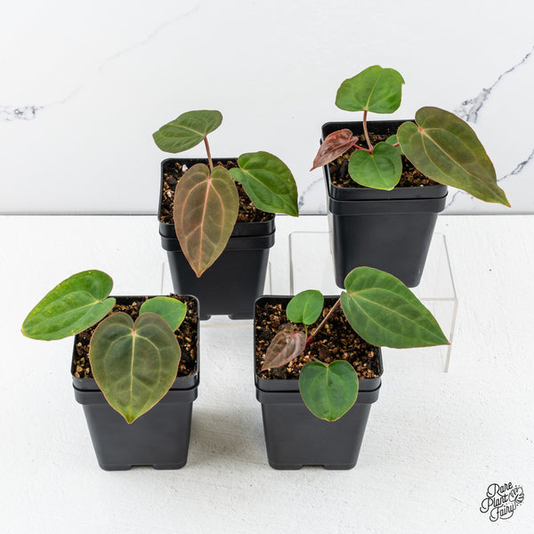 Anthurium NSE Red Crystal x Antolakii *Growers choice*