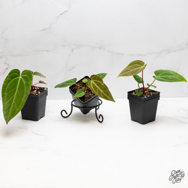 Anthurium sp. "RPF Living Wall" *Grower's Choice*