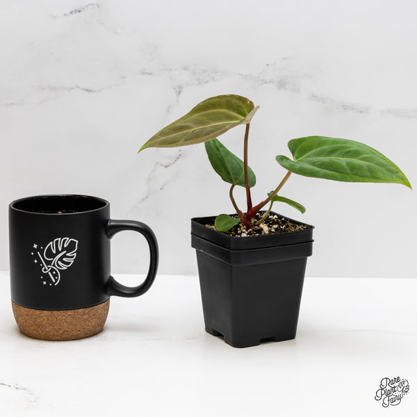 Anthurium sp. "RPF Living Wall" *Grower's Choice*