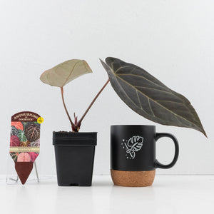 Anthurium Red Velvet Cake '24' x Dark & Handsome '9' by DocBlock®  (wk35-L94)