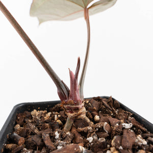 Anthurium Red Velvet Cake '24' x Dark & Handsome '9' by DocBlock®  (wk35-L94)