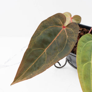 Variegated Anthurium Red Velvet Cake '24' x Dark & Handsome '9' by DocBlock®  (wk34-U34)
