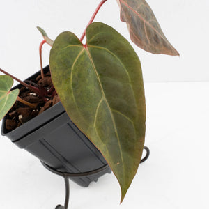 Variegated Anthurium Red Velvet Cake '24' x Dark & Handsome '9' by DocBlock®  (wk34-U34)