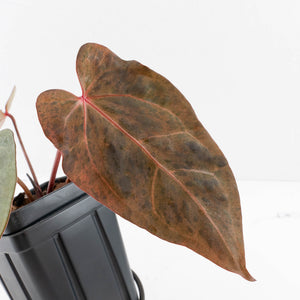 Variegated Anthurium Red Velvet Cake '24' x Dark & Handsome '9' by DocBlock®  (wk34-U34)