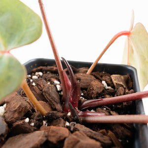 Variegated Anthurium Red Velvet Cake '24' x Dark & Handsome '9' by DocBlock®  (wk34-U34)