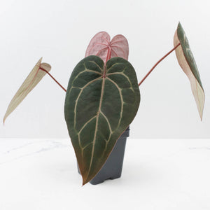 Anthurium Red Velvet Cake '24' x Home, Sweet Home '32' by DocBlock® (wk37-L140)
