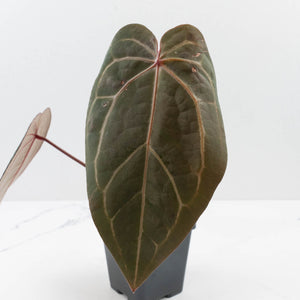 Anthurium Red Velvet Cake '24' x Home, Sweet Home '32' by DocBlock® (wk37-L140)