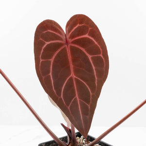 Anthurium Red Velvet Cake '24' x Home, Sweet Home '32' by DocBlock® (wk37-L140)