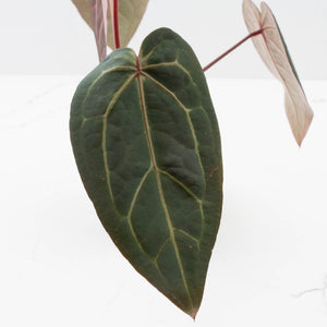 Anthurium Red Velvet Cake '24' x Home, Sweet Home '32' by DocBlock® (wk37-L140)