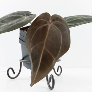 Anthurium Red Velvet Cake '24' x Red Velvet Cake '24' by DocBlock® (wk36-L245)