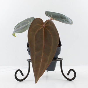 Anthurium Red Velvet Cake '24' x Red Velvet Cake '24' by DocBlock (wk37-L254)