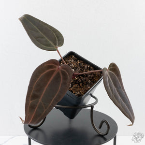 Anthurium Red Velvet Cake '24' x Red Velvet Cake '24' by DocBlock (wk40-L328)