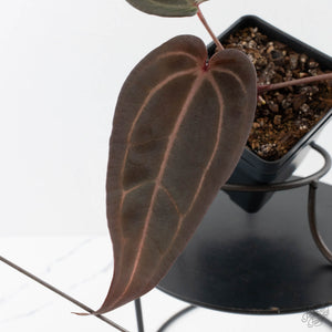 Anthurium Red Velvet Cake '24' x Red Velvet Cake '24' by DocBlock (wk40-L328)