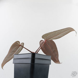Anthurium Red Velvet Cake '24' x Red Velvet Cake '24' by DocBlock (wk40-L328)