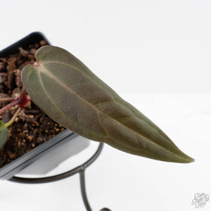 Anthurium Red Velvet Cake '24' x Red Velvet Cake '24' by DocBlock (wk40-L329)