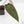 Anthurium Red Velvet Cake '24' x Red Velvet Cake '24' by DocBlock (wk40-L330)