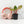 Philodendron 'Red Congo' Mint Variegated *Grower's Choice*