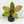 Philodendron 'Red Congo' Mint Variegated *Grower's Choice*