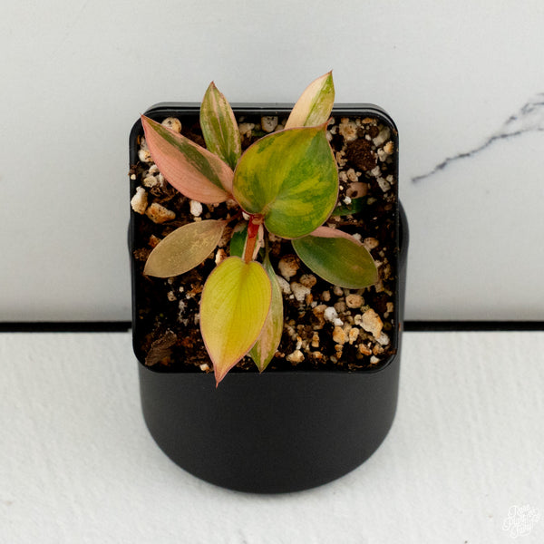 Philodendron 'Red Congo' Variegated *Grower's Choice*