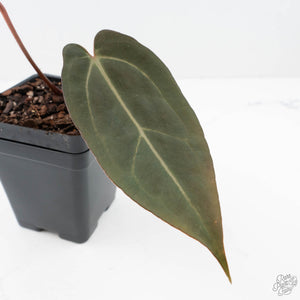 Anthurium Red Velvet Cake '24' x Dark & Handsome '9' by DocBlock®  (wk20-L)