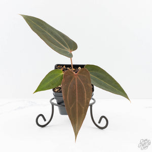 Anthurium Red Velvet Cake '24' x Dark & Handsome '9' by DocBlock®  (wk23-D)