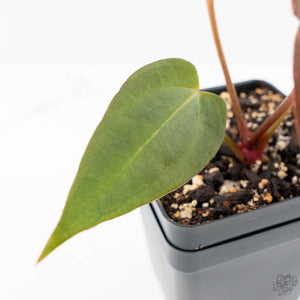 Anthurium Red Velvet Cake '24' x Dark & Handsome '9' by DocBlock®  (wk23-D)