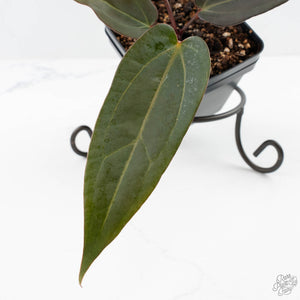 Anthurium Red Velvet Cake '24' x Dark & Handsome '9' by DocBlock®  (wk24-M)