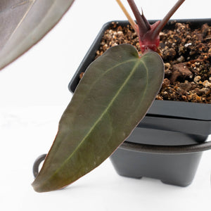 Anthurium Red Velvet Cake '24' x Dark & Handsome '9' by DocBlock®  (wk32-M)