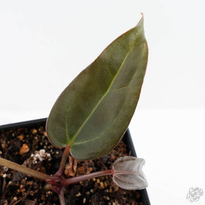 Anthurium Red Velvet Cake '24' x Dark & Handsome '9' by DocBlock®  (wk24-M)