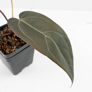 Anthurium Red Velvet Cake '24' x Dark & Handsome '9' by DocBlock®  (wk32-M)