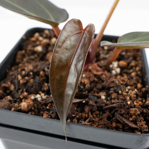 Anthurium Red Velvet Cake '24' x Dark & Handsome '9' by DocBlock®  (wk24-M)