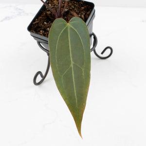 Anthurium Red Velvet Cake '24' x Dark & Handsome '9' by DocBlock®  (wk32-M)