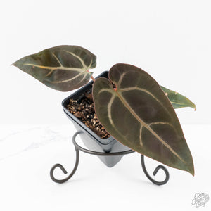 Anthurium Red Velvet Cake '24' x Dark & Handsome '9' by DocBlock®  (wk25-F)
