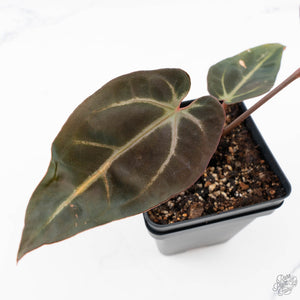 Anthurium Red Velvet Cake '24' x Dark & Handsome '9' by DocBlock®  (wk25-F)