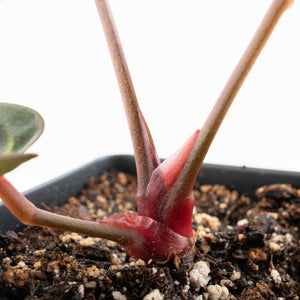 Anthurium Red Velvet Cake '24' x Dark & Handsome '9' by DocBlock®  (wk25-F)