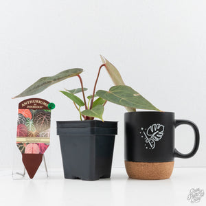 Variegated Anthurium Red Velvet Cake '24' x Dark & Handsome '9' by DocBlock®  (wk26-UL)
