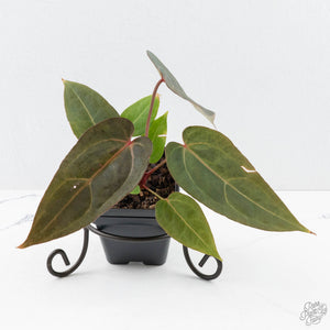 Variegated Anthurium Red Velvet Cake '24' x Dark & Handsome '9' by DocBlock®  (wk26-UL)