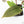 Variegated Anthurium Red Velvet Cake '24' x Dark & Handsome '9' by DocBlock®  (wk26-UL)