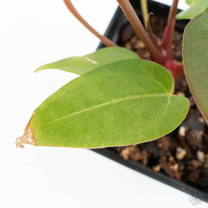 Variegated Anthurium Red Velvet Cake '24' x Dark & Handsome '9' by DocBlock®  (wk26-UL)