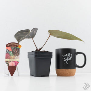 Anthurium Red Velvet Cake '24' x Dark & Handsome '9' by DocBlock®  (wk28-M)